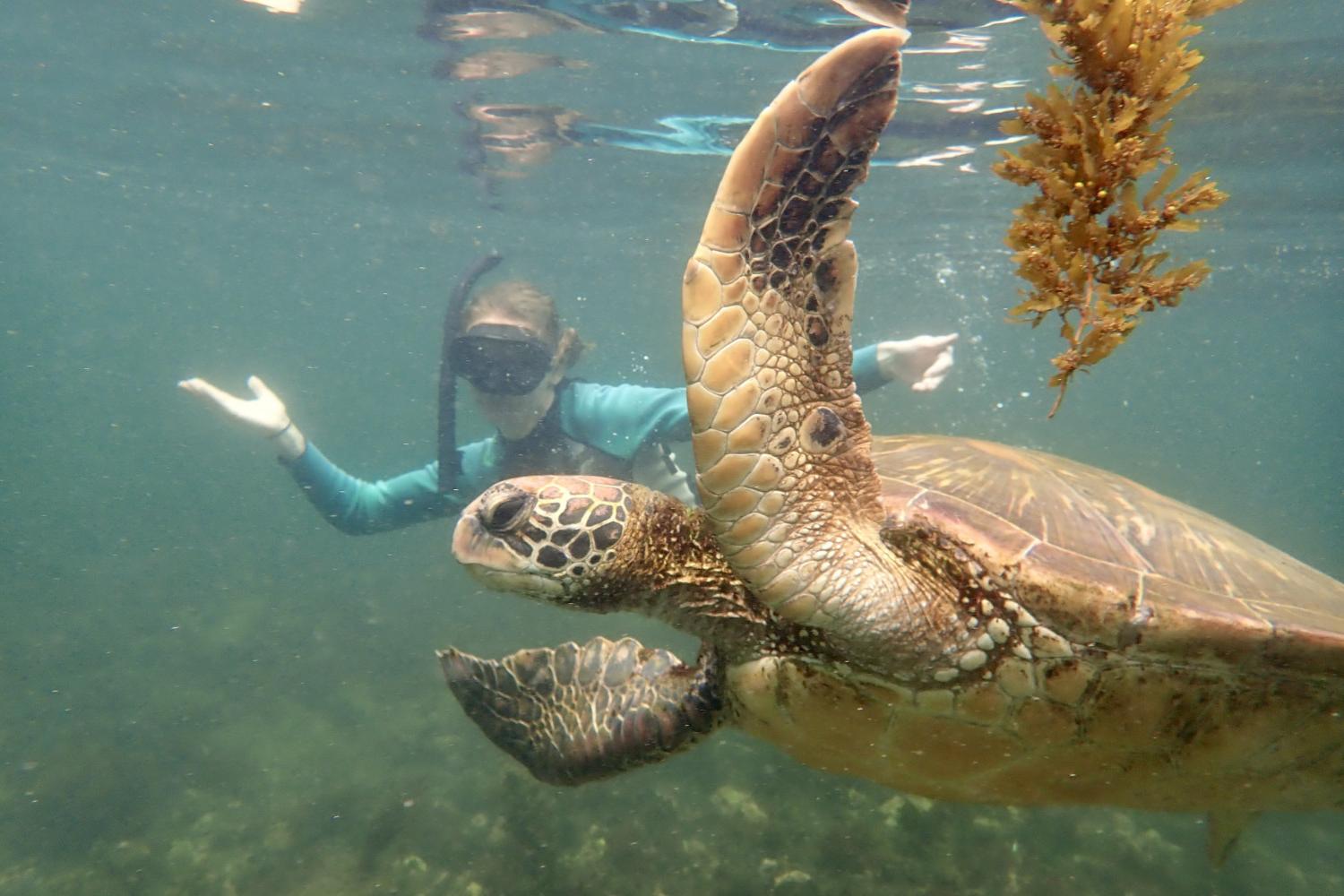 一名<a href='http://tncz.ngskmc-eis.net'>bv伟德ios下载</a>学生在Galápagos群岛游学途中与一只巨龟游泳.